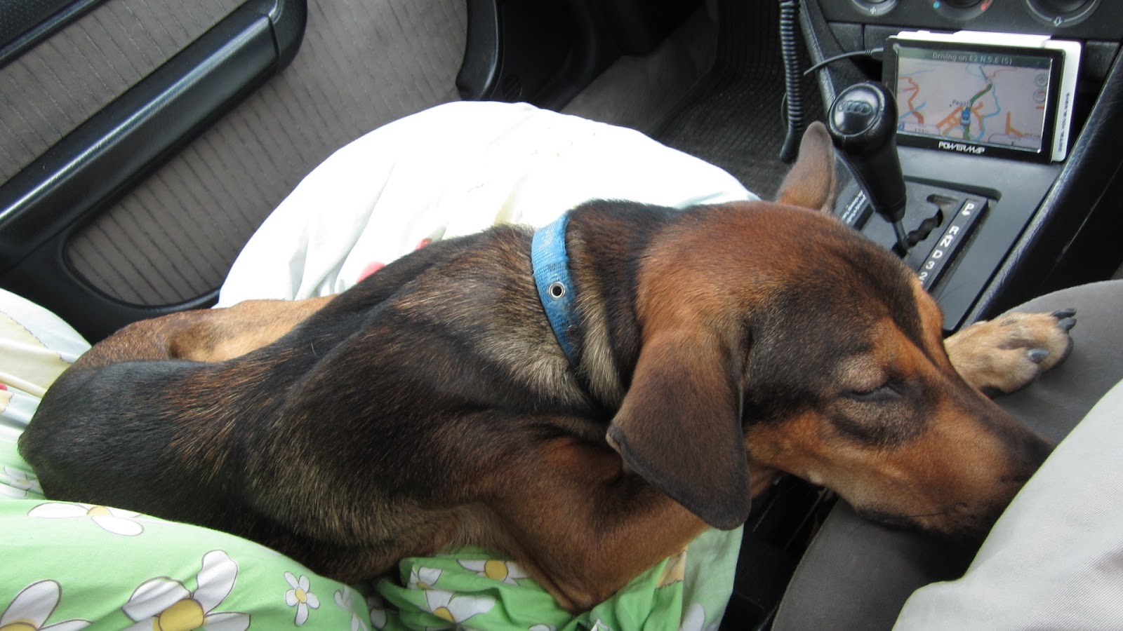 Spiritlane The Puppy Ace rides home for the last time