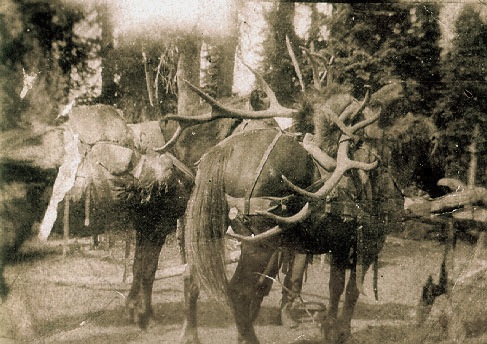 A drifting cowboy: Cowboy Legacy -- Montana record elk