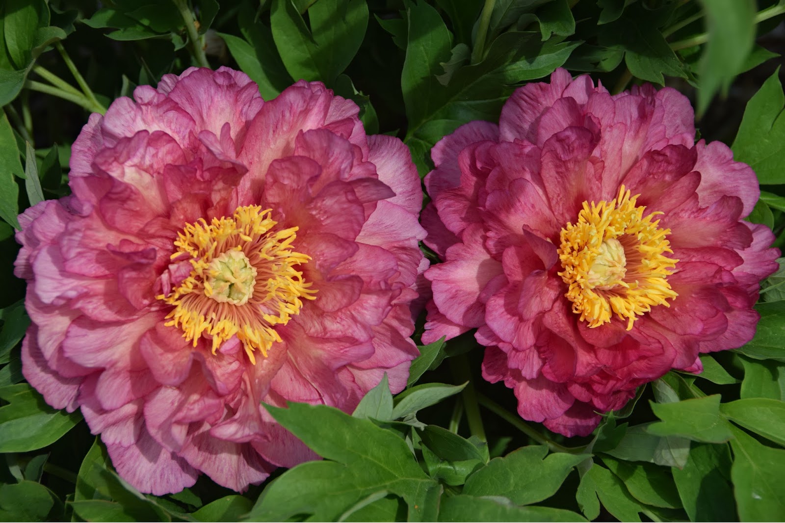 Southern Peony 2017 Intersectional Peony Blooms Week 2 Early