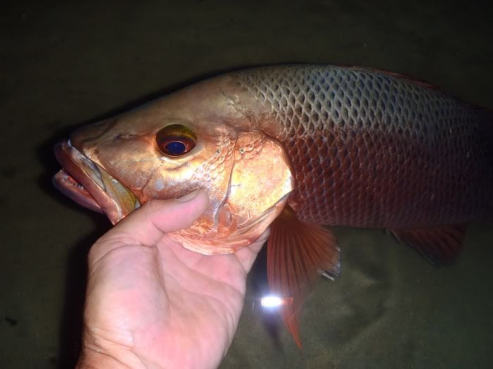 Noosa Yakkers Trip Reports Four fish, four species. Noosa River 16Nov12