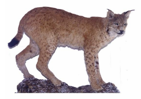Pollinoit Una Lince Ai Piani Di Pollino
