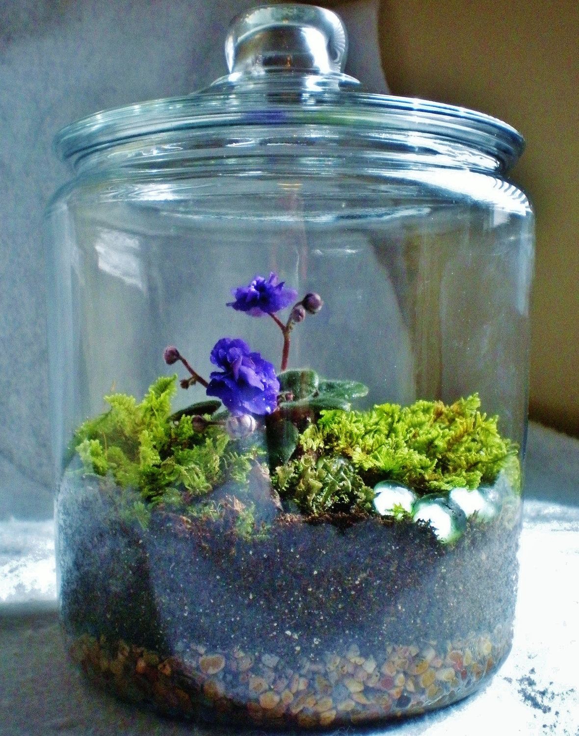 Bozeman's Country Flower Shop How to Make an African Violet Terrarium