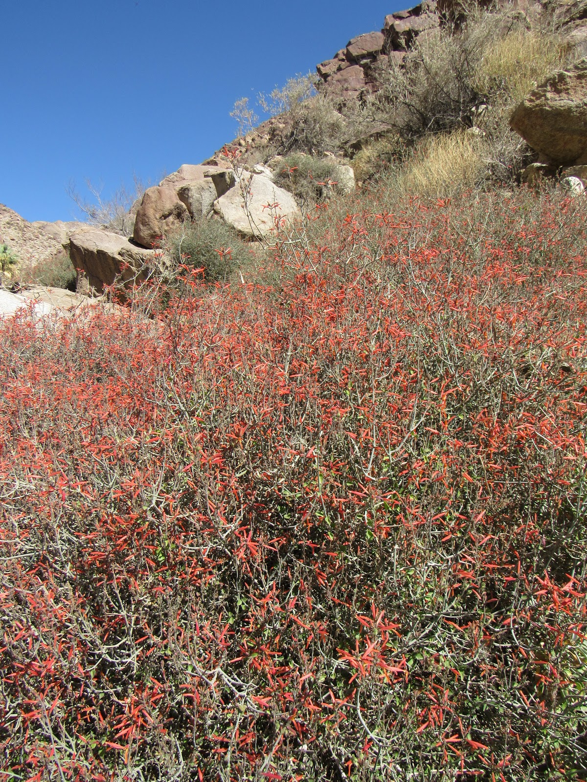 Flowering Trees & Shrubs of the Colorado Desert