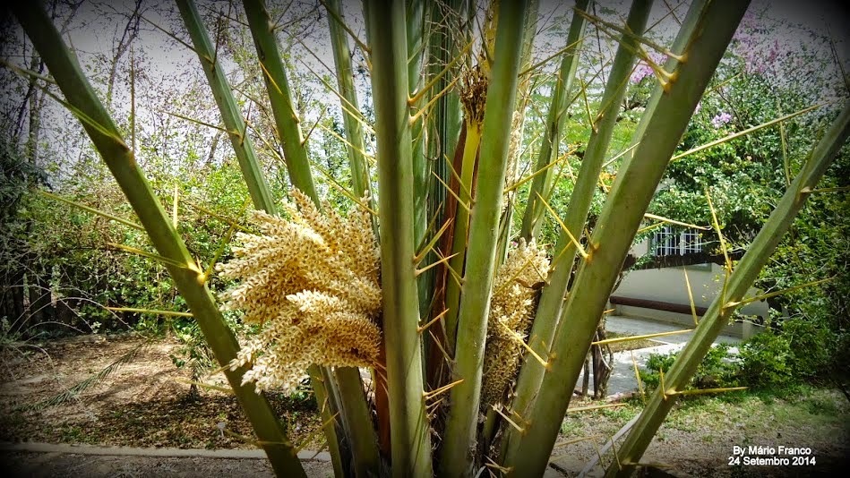 TAMAREIRA, TÂMARA - ( Phoenix dactylifera )