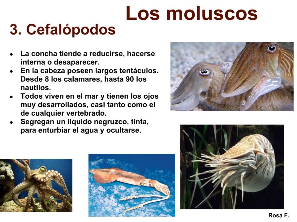 La Chachipedia Moluscos La Chachipedia Moluscos