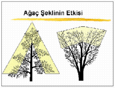 Tarim Siteniz Agac Budama