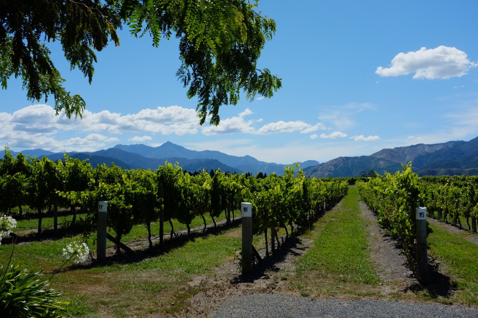 Around New Zealand Marlborough Blenheim wine trail