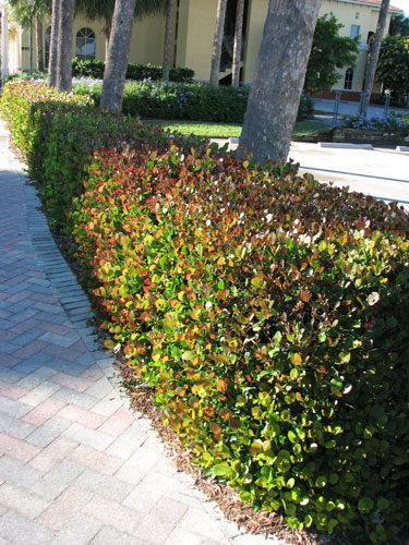 Gardening South Florida Style Fast Growing Shrubs In South Florida I