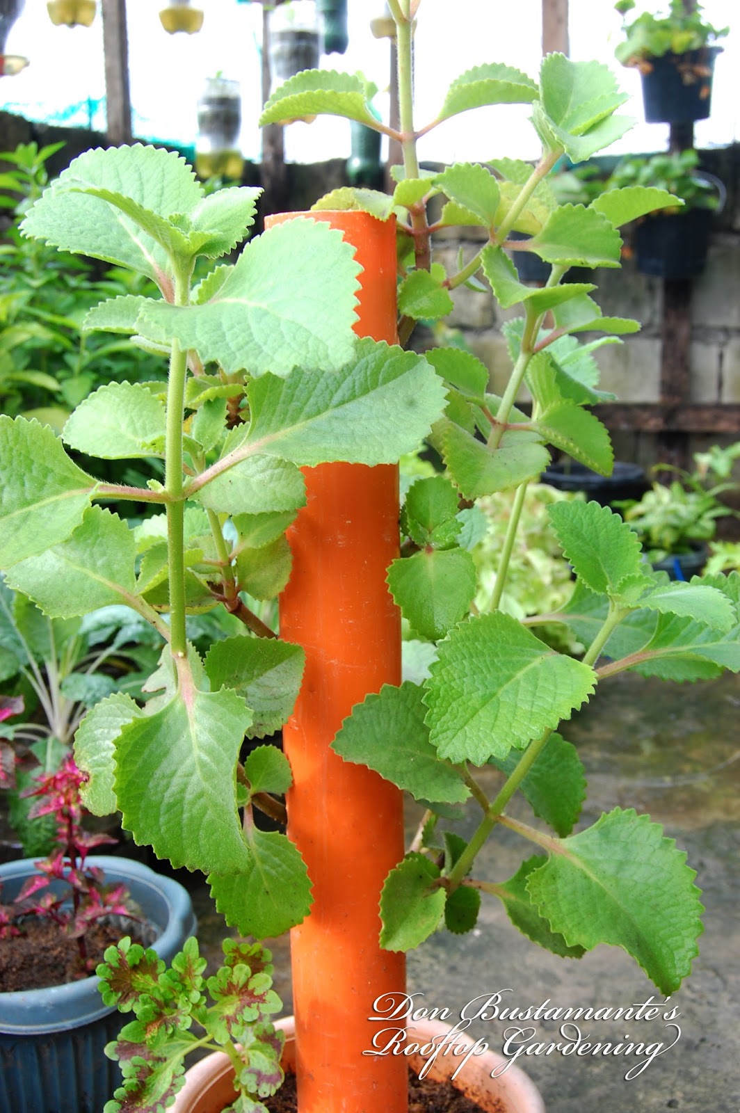 Don Bustamante's Rooftop Garden: Oregano [Suganda] In PVC Pipe Planter