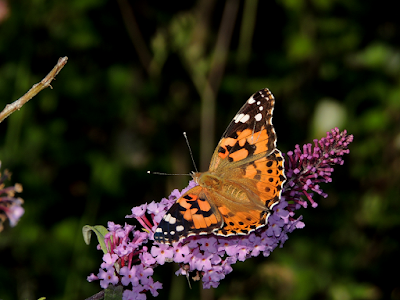 Vanessa cardui sobre Buddleja davidii, anverso Vanessa cardui sobre Buddleja davidii, anverso