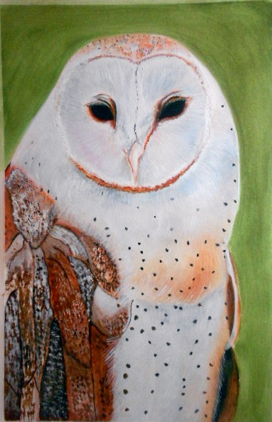 Sunshine Art Gallery: The White Barn Owl Watercolor Painting