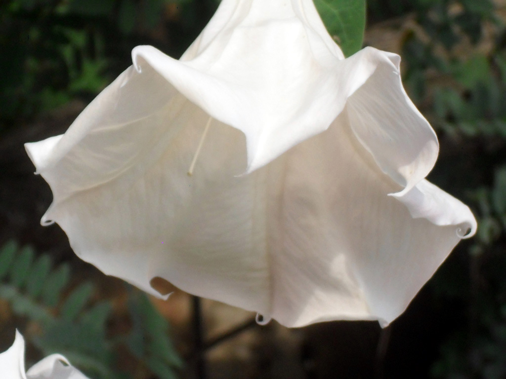 PHOTO Jimson weed datura plants,jimson weed plants,nightshade family