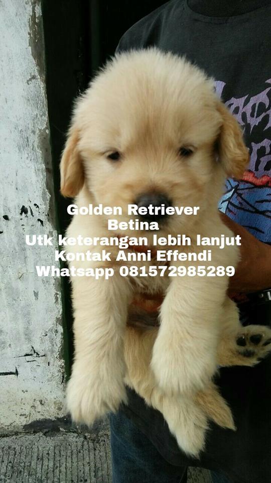 Bisnis Jason Jual Anak Anjing Golden Retriever Harga Bersahabat