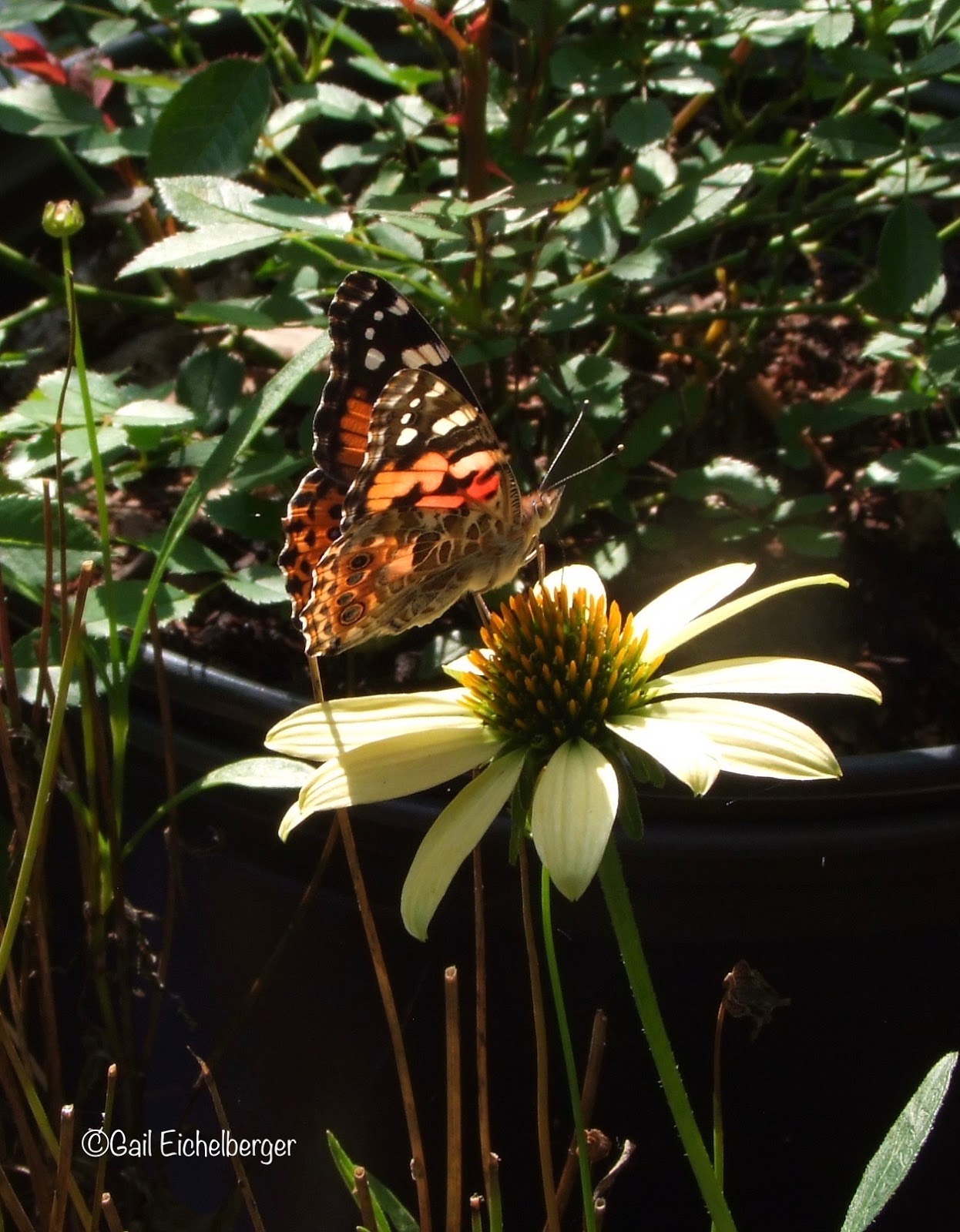 clay and limestone: a painted lady in the garden clay and limestone: a painted lady in the garden