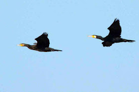 birds, flying, cormorants, two