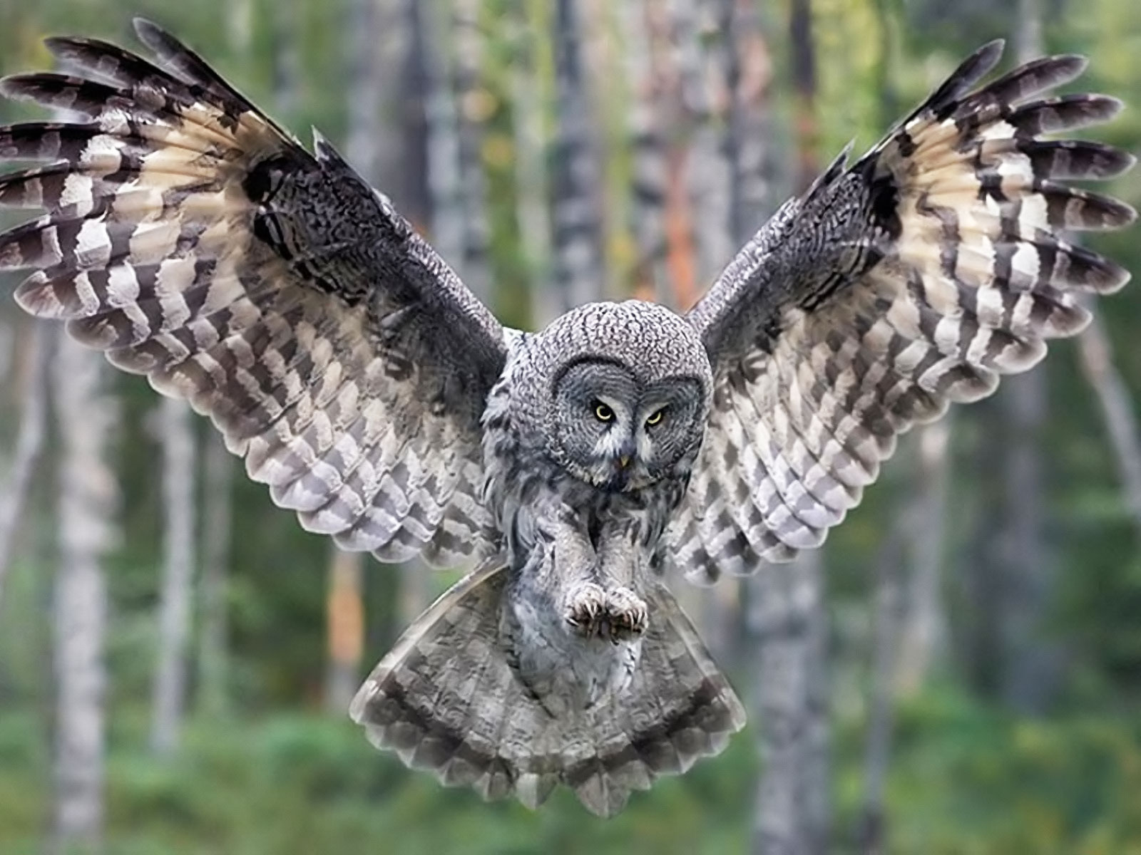 Kilas Informasiterkini Melihat Jelas Pesona Burung Hantu Owl Cilacap Community