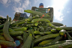 cucumber greenhouse cucumbers eaden garden harvest