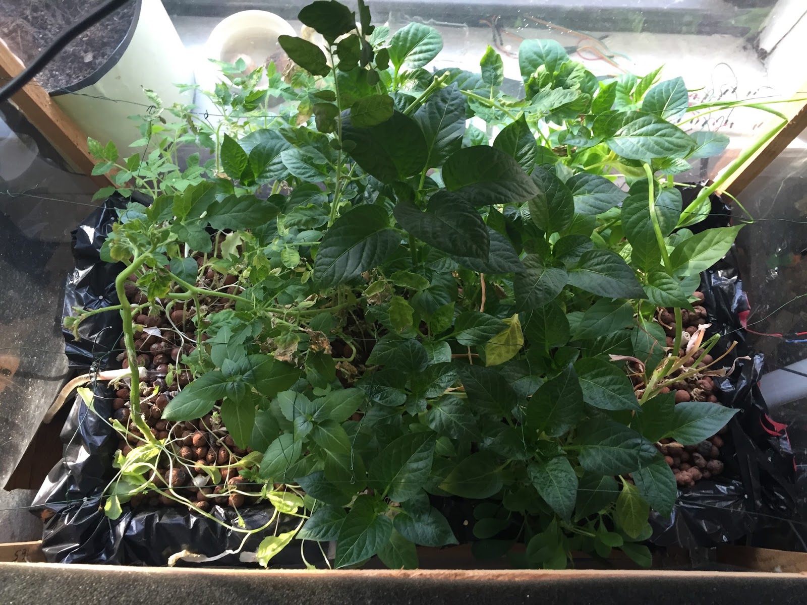 Raspberry Pi Powered Hydroponics Winter Update Lush hydroponic growth