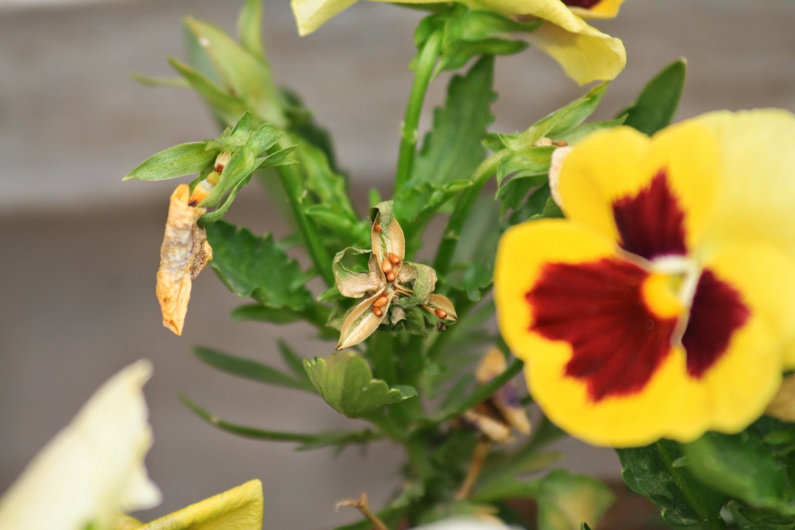 Home Gardening India Collecting Seeds Pansy/Viola