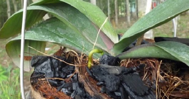 6 Alternatif Media Tanam Anggrek yang Murah dan Mudah