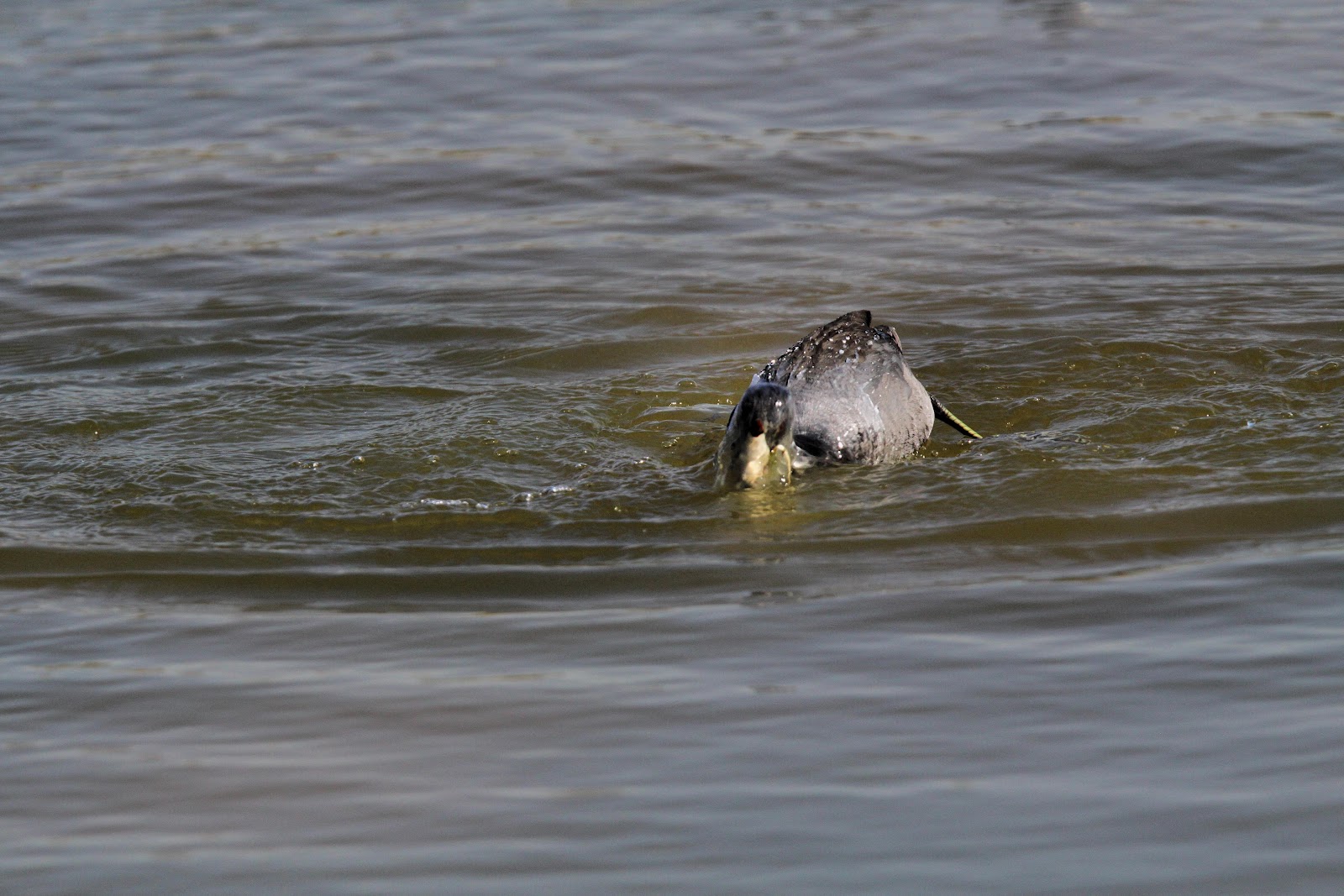 Birds from Behind A Day in the Life of an American Coot...