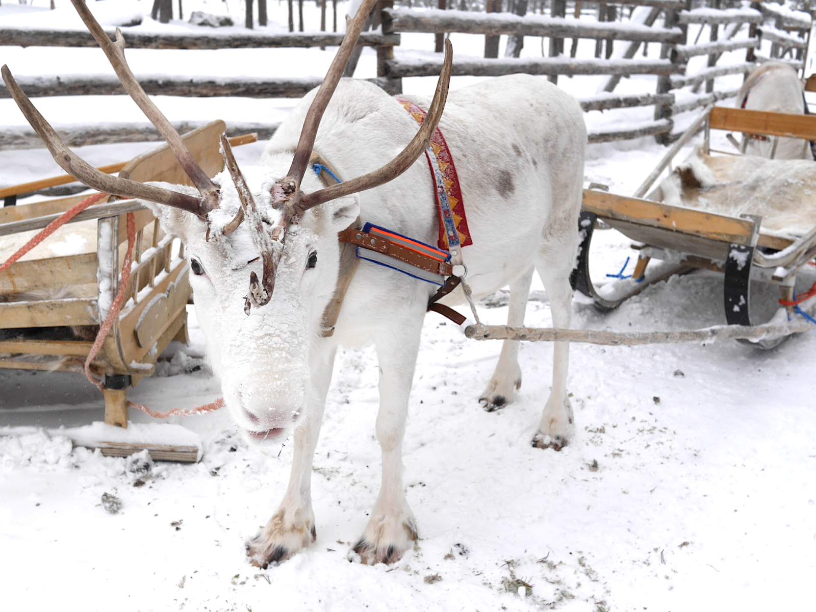 Jamie Reindeer Sleigh Ride in the Woods