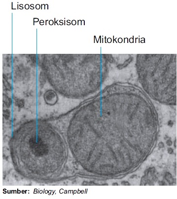 Struktur lisosom deskripsi Mitokondria: Pengertian,
