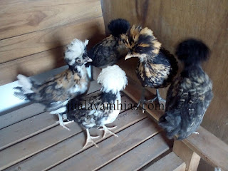 Galeri Foto Ayam Poland Terbaru 2 Galeri Foto Ayam Poland Terbaru Jual Ayam Hias Ayam Poland Usia 1 Bulan