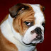 14 Reasons English Bulldogs Are The Worst Indoor Dog Breed Of All Time