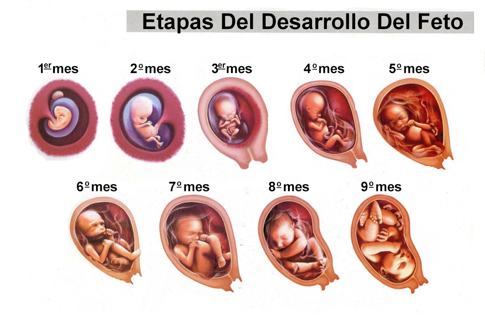 Baby Womb Development Stages: Understanding the Miracle of Life