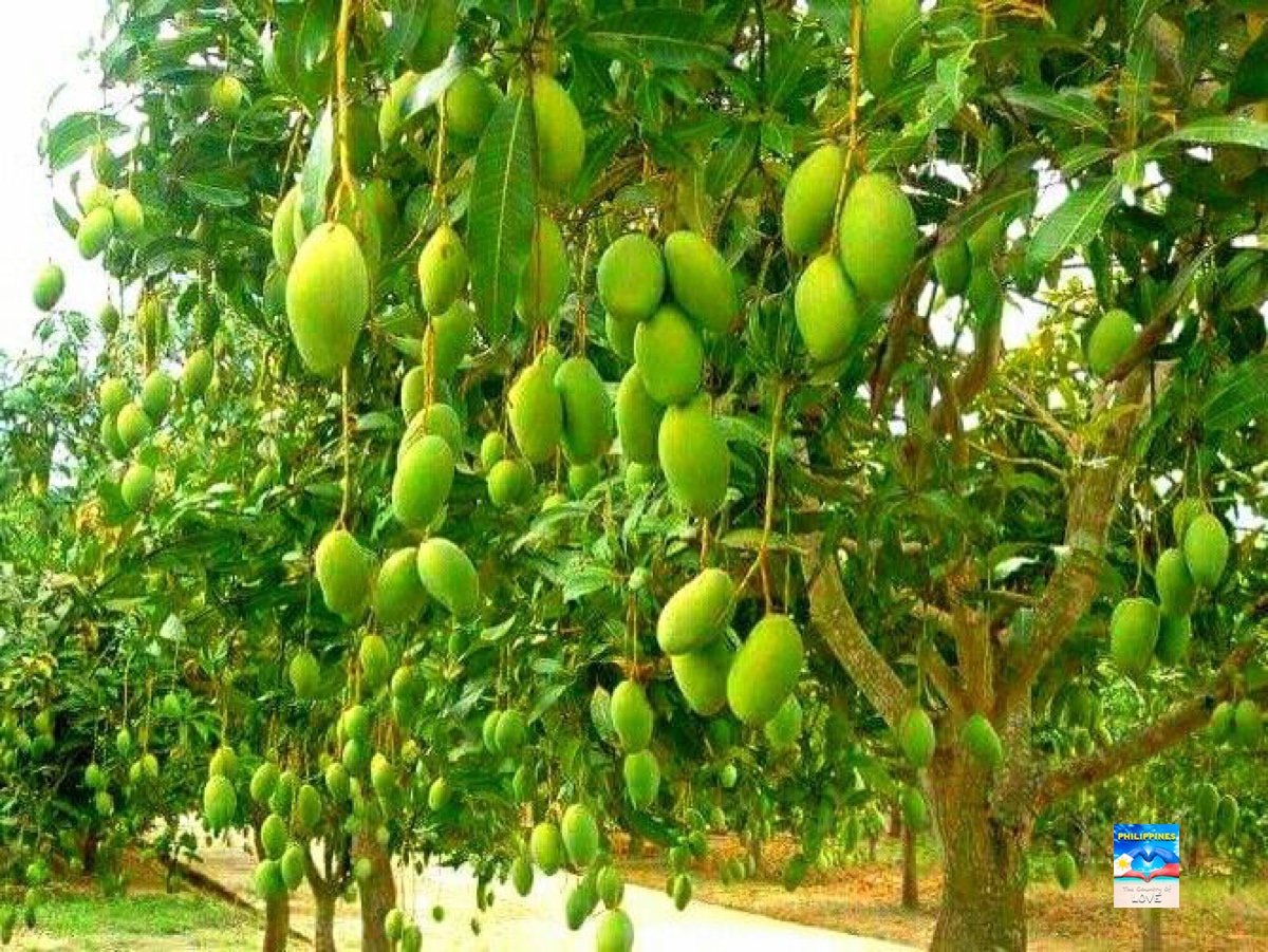 WORLD'S SWEETEST MANGO AND SWEETEST FRUIT PHILIPPINE CARABAO MANGO