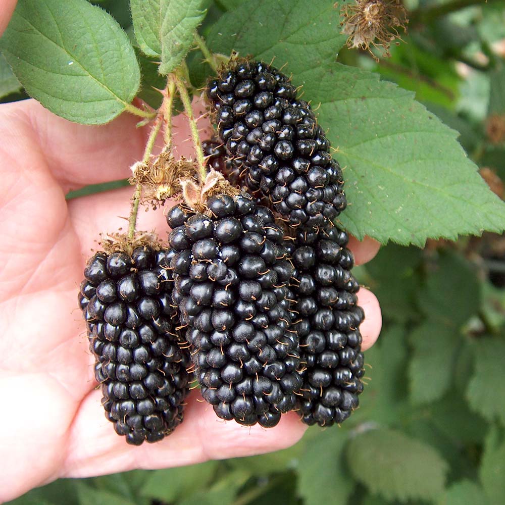 Fruit Warehouse Blackberry ( Rubus argutus )