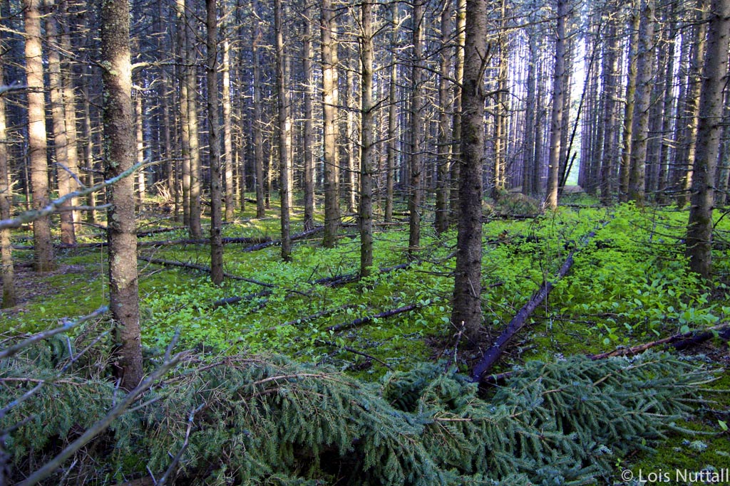 Natural Resources Temperate Deciduous Forest Natural Resources Temperate Deciduous Forest