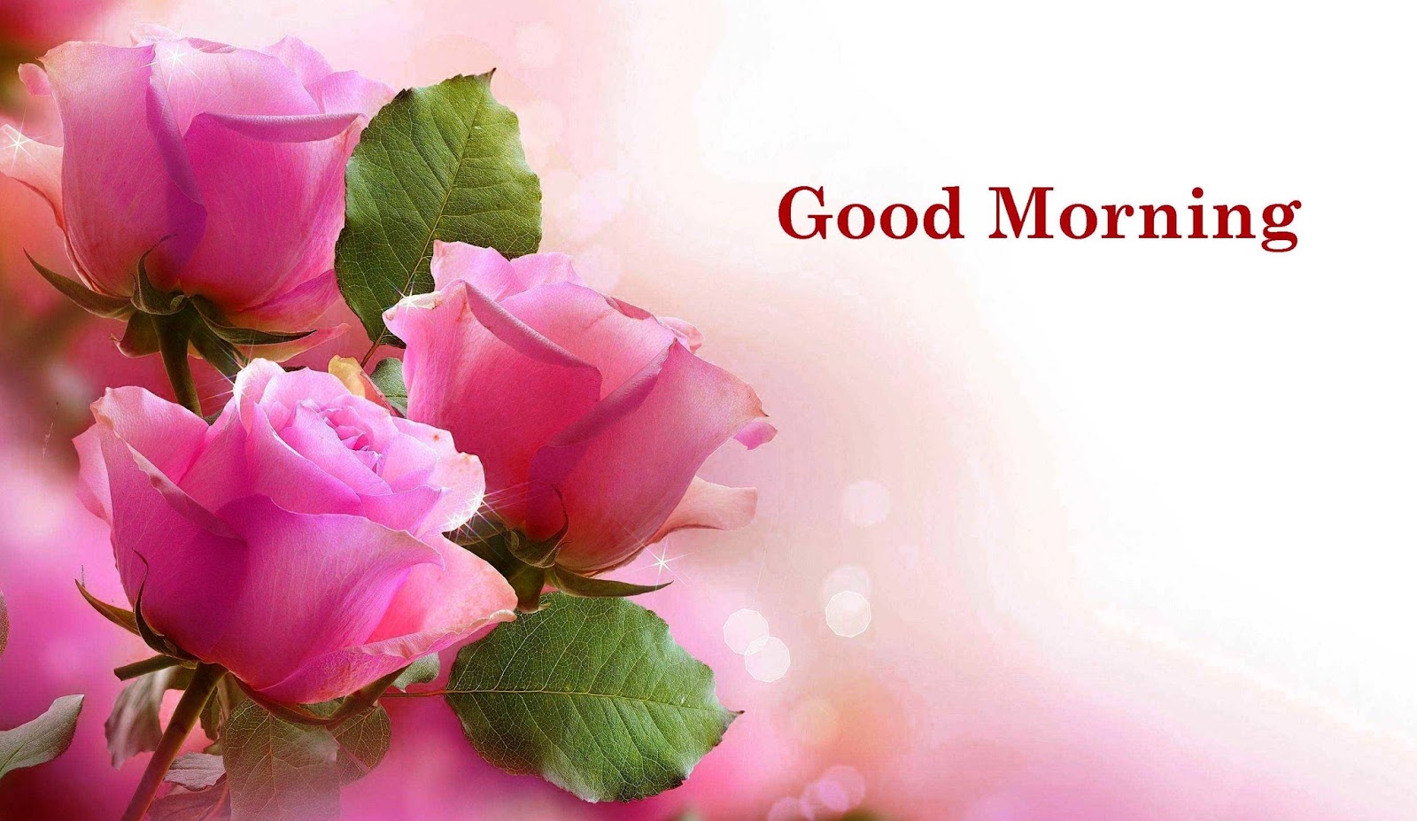 download flowers pictures