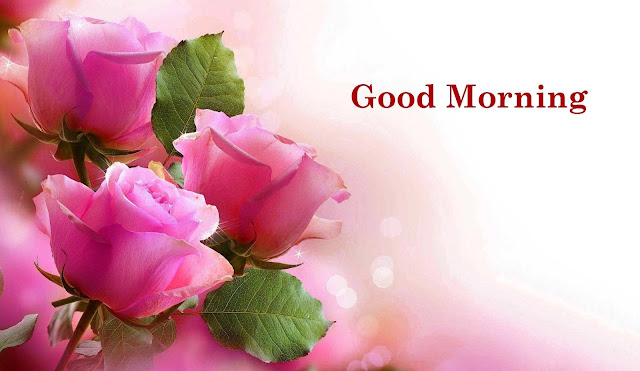 good morning flower images free download good morning flower images free download