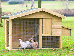 coop chicken space much need sterilizing run disinfectant material dirt