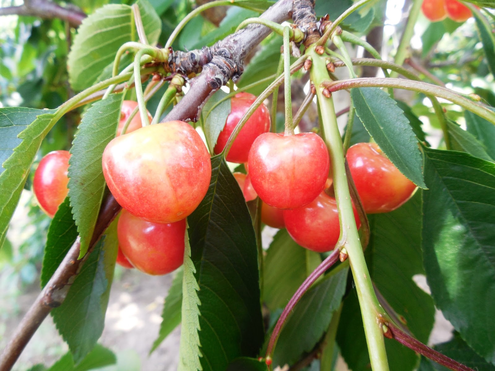 West Michigan Cherry Picking The Nutritionist Reviews