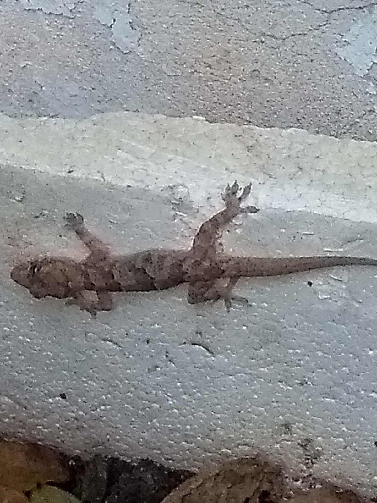 Zoologico Virtual Do Koba Lagartixa Domestica