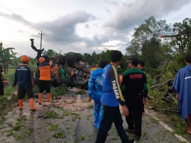 Pengendara Motor Luka Parah Tertimpa Pohon Tumbang di Jalur Sapen Gesi. Motor Ringsek, Jalur Sapen Terputus Total