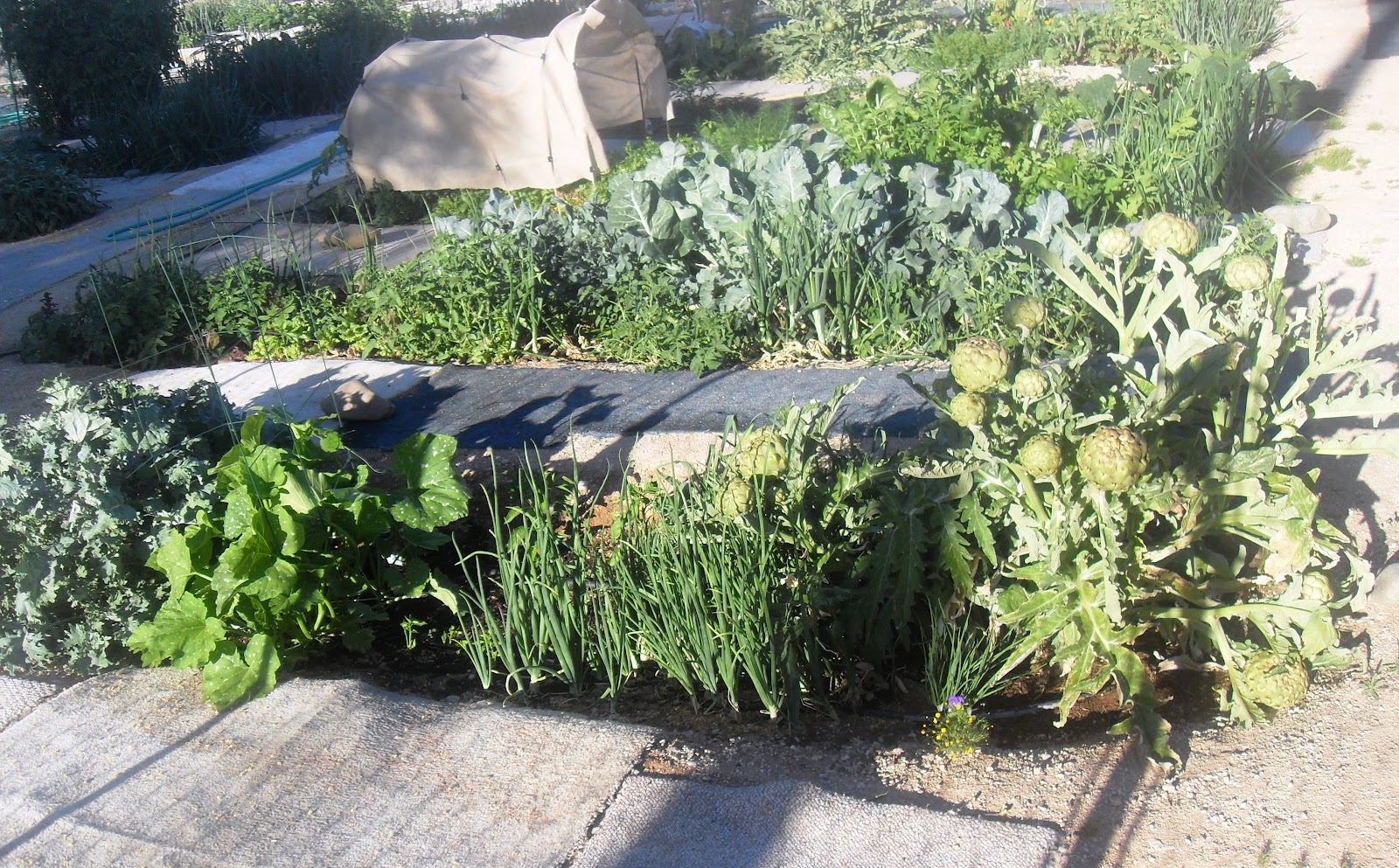 The Scientific Gardener The Community Gardens of Tucson