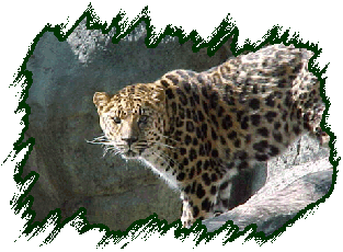 Amur Leopard: The Rarest Cat in the World: Behavior