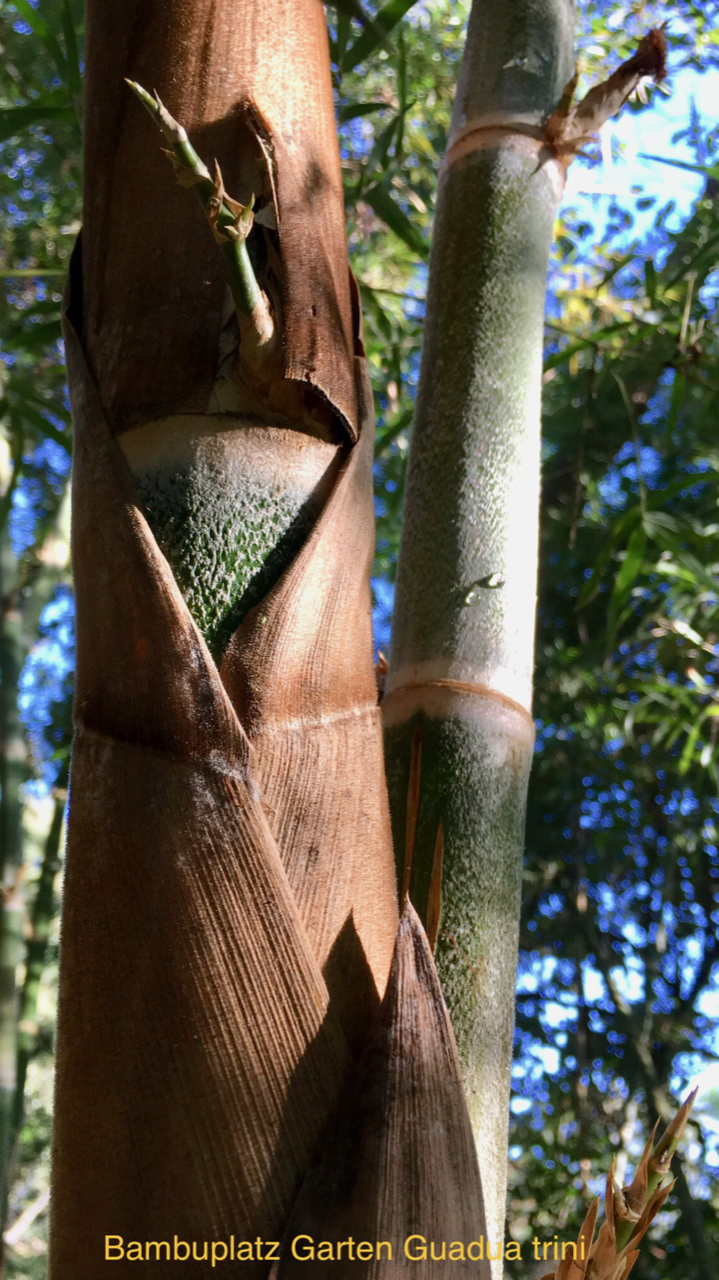 Agrobambu/Bambuplatz Garten GUADUA TRINII bambu nativo do rs