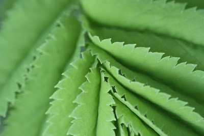 Detail of [Rosaceae] Sanguisorba spp. – Burnet (Salvastrella) leaf.