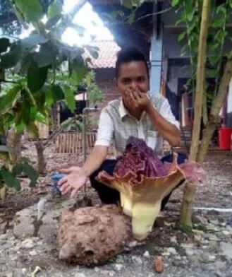 Heboh Bunga Bangkai Mekar Di Pekarangan Warga, Ini Penampakannya