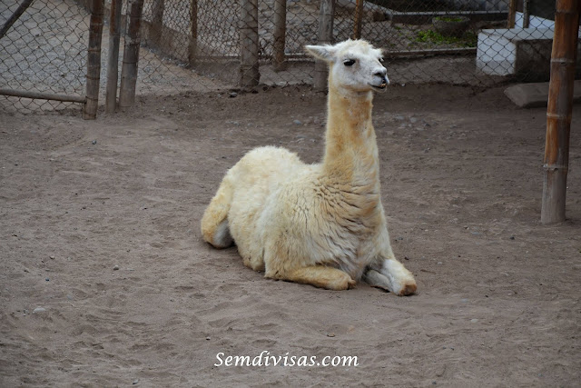 Sitio Arqueológico Huaca Pucllana - Lima Peru - semdivisas.com