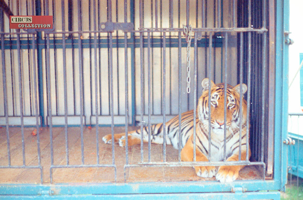 Tigre dans sa roulotte cage 