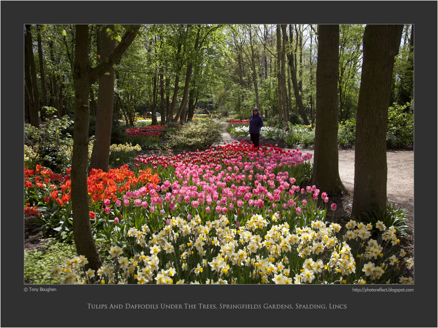 PhotoReflect Spalding tulips under trees