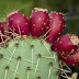 Prickly Pear - Cactus Fruit - Opuntia - انار پھلی - Nagphani - ناگ پھنی