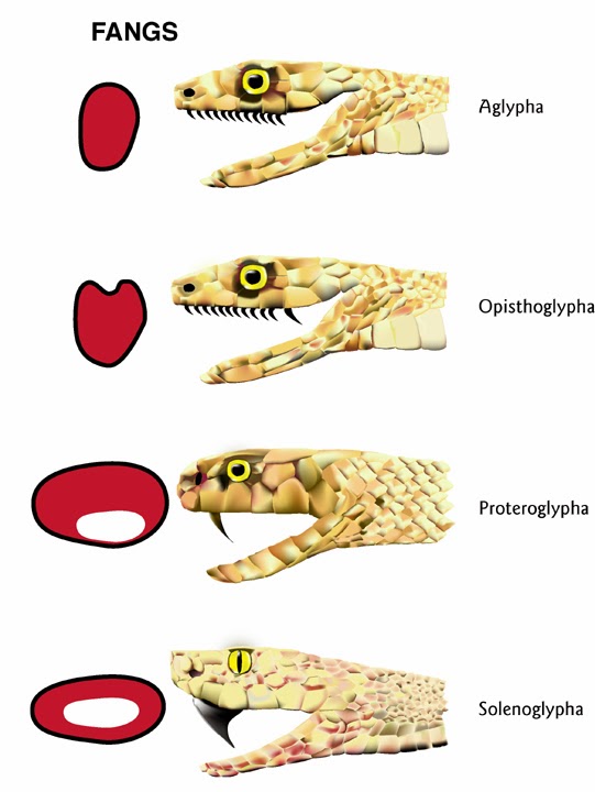 types of snake fangs