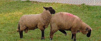 Apareamiento de ovejas